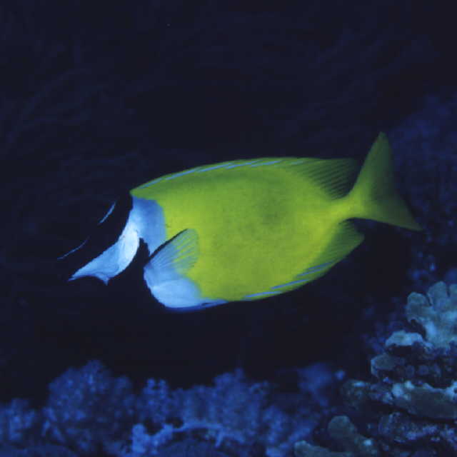 Siganus vulpinus